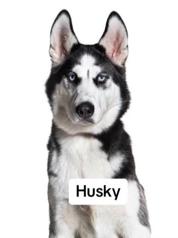 He said huskies feel like “they still need to be in the wild”. Picture: TikTok@apexdogtraining