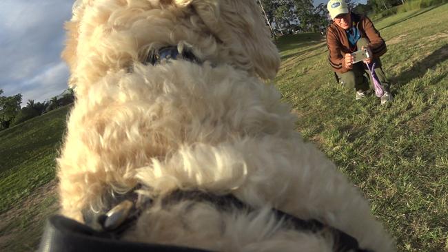 Two-way perspective ... journalist Rod Chester takes picture of his dog. Gizmo the Groodle takes a picture of him.