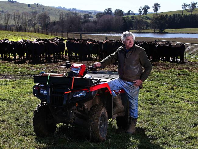 Beef producer Graham Whitehead assessing two year old Heifers at his property 'Baldoon' near Blayney NSW. Jane Dempster/The Australian.