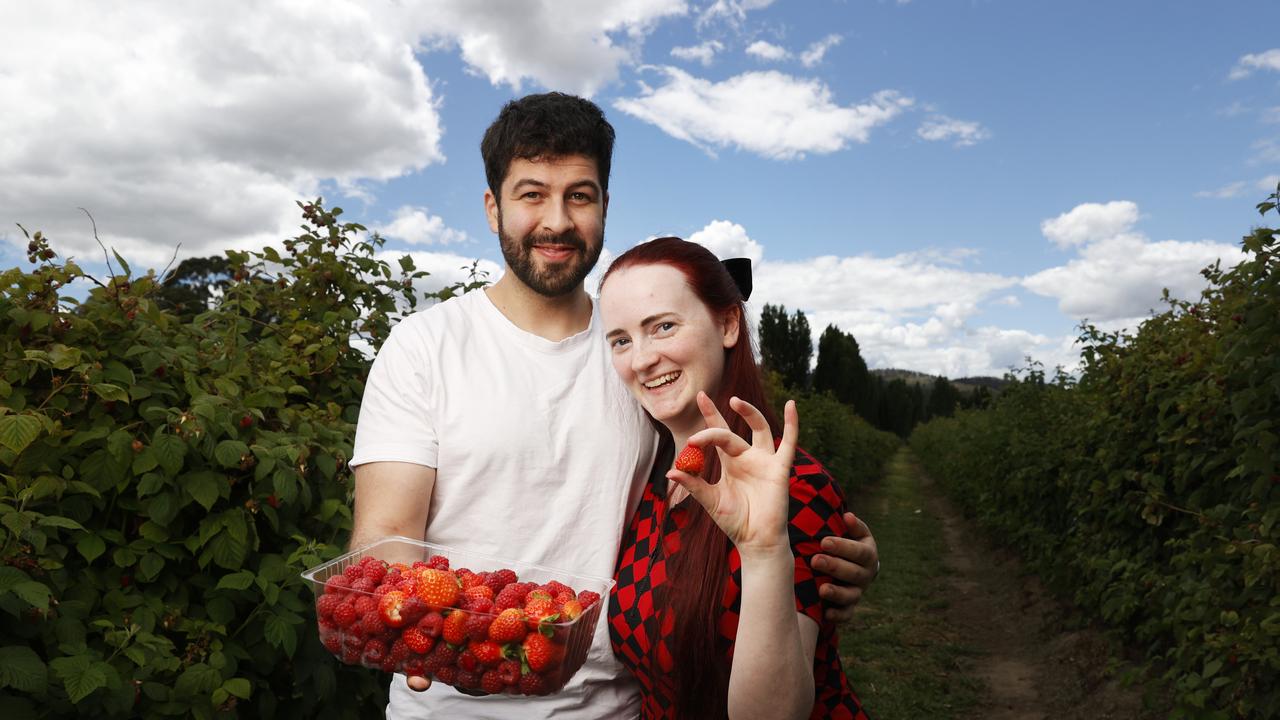 Nelio Da Silva and partner Erin Graham visiting from Melbourne who did 'pick your own' raspberries and strawberries. Raspberries are being picked for Christmas at Westerway Raspberry Farm. Picture: Nikki Davis-Jones