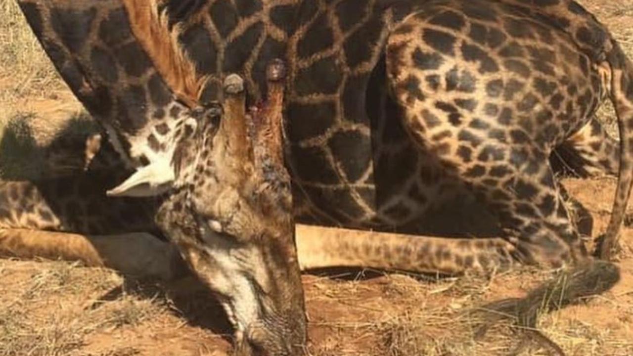 American hunter in viral photo of slain giraffe is proud to hunt - CBS  News