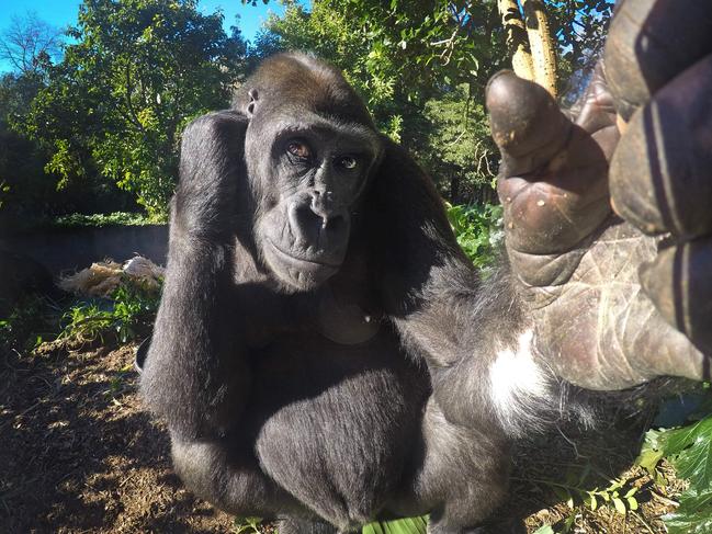 Kimya poses up for a selfie at Melbourne Zoo. Picture: David Caird