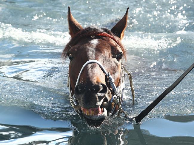 Leebaz will be trying to win the Hollindale Stakes back-to-back. Picture: Scott Fletcher