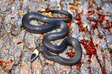 PHOTOS: Snakes of the Fraser Coast, what to watch out for | The Courier ...