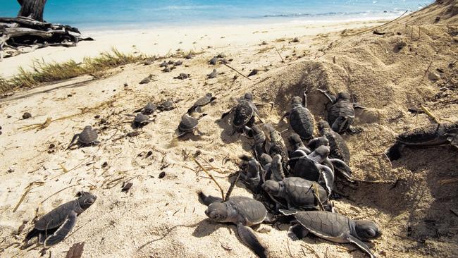 Baby turtles hatching on Heron Island.