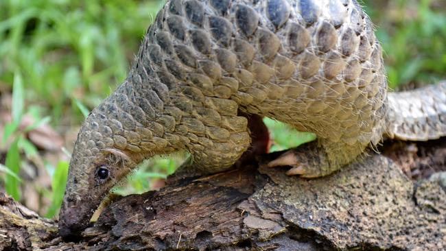 Pangolins have been found to carry coronaviruses closely related to COVID-19. Picture: AFP