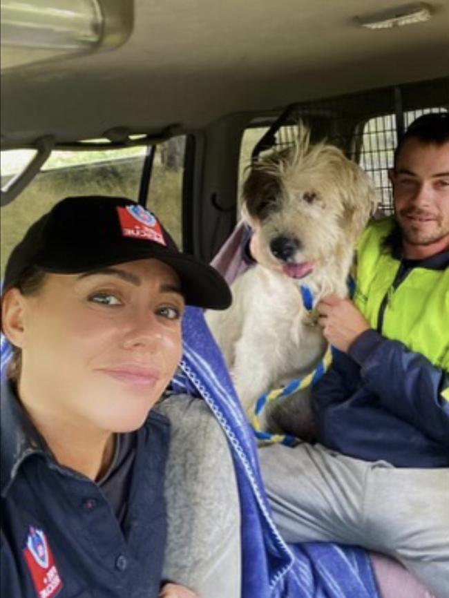 Teddy rescued by local FRNSW staff in the floods on Friday. Picture: FRNSW