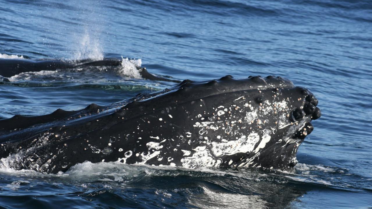 Whales in the Derwent: Mother, calf frolic in the river | The Mercury