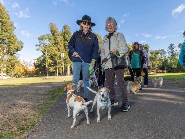 RSPCA SA's Million Paws Walk in Adelaide on May 25, 2025. Picture: Ben Clark