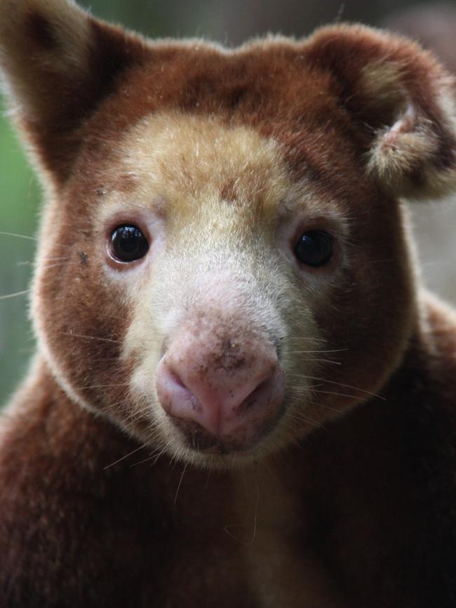 A Matschie’s tree kangaroo.