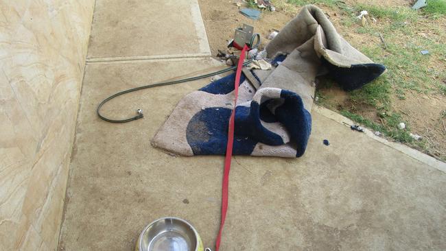 The German Shepherd’s living conditions. Picture: RSPCA