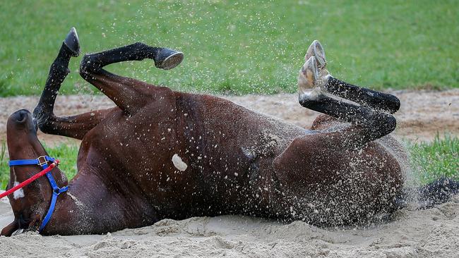 The sand flies as Melbourne Cup contender Wicklow Brave enjoys a roll after a trackwork session at Werribee. Picture: Ian Currie