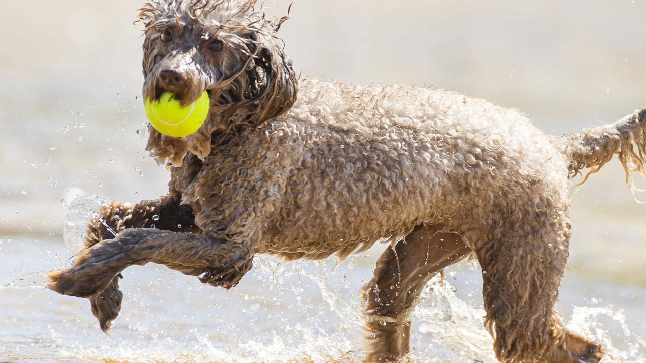 Dogs and their owners have enjoyed Stumers Creek for many years. Picture Lachie Millard