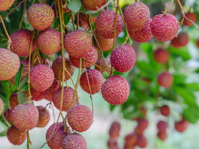 fresh lychee on tree in lychee orchard