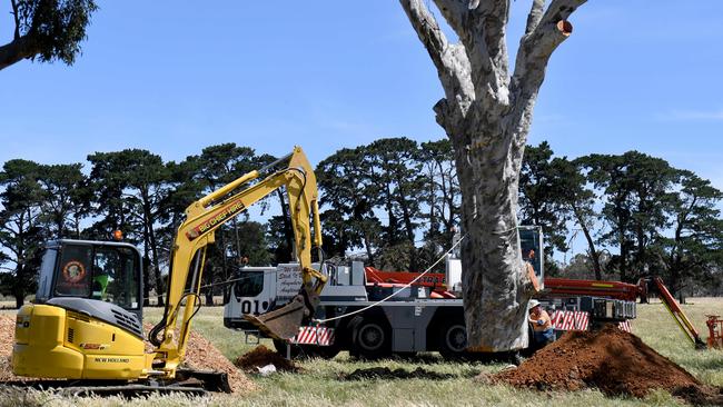 The severed trunk of a river red gum, estimated at 200 years old, is lowered into a hole. The tree will eventually die but still provide nesting hollows for animals. Picture: Tricia Watkinson