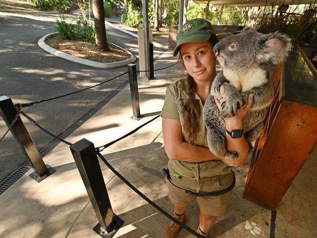 26/08/2021 : Wildlife officer McKenzie Sirmon with a lonely Ã¢â¬ÅPretzelÃ¢â¬Â the koala, as they stand where normally hundreds are queuing for photographs with him (and others)Ã¢â¬Â¦ today a total of 3 pictures were taken , as opposed to a more normal 500 per day, at the Lone Pine Sanctuary, Fig Tree Pocket, Brisbane. Lone Pine Sanctuary is struggling to keep its doors open in the long-running pandemic, with revenue reduced to a trickle and costs high due to the level of care required for animals. . Lyndon Mechielsen/The Australian