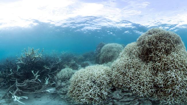 An undated handout photo obtained from the XL Catlin Seaview Survey on March 21, 2016 shows a reef affected by bleaching off Lizard Island in the Great Barrier Reef. Environmental groups March 21 urged greater action on climate change after the government declared the highest alert level over an epidemic of coral bleaching in the pristine northern reaches of Australia's Great Barrier Reef. / AFP PHOTO / XL Catlin Seaview Survey / Handout / RESTRICTED TO EDITORIAL USE - MANDATORY CREDIT "AFP PHOTO / XL Catlin Seaview Survey" - NO MARKETING NO ADVERTISING CAMPAIGNS - DISTRIBUTED AS A SERVICE TO CLIENTS == NO ARCHIVE