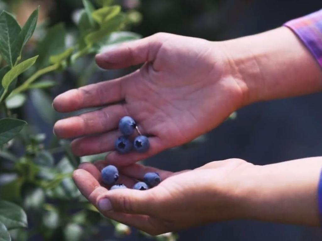 Grower Ordered To Pay Damages Over Blueberry Genetics Row | Daily Telegraph