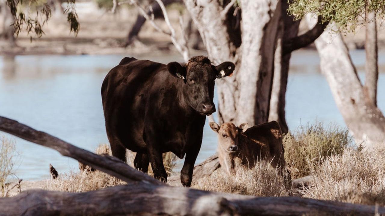 Several people were lucky to escape injury after a car crashed into a cow on a rural road in the North Burnett.