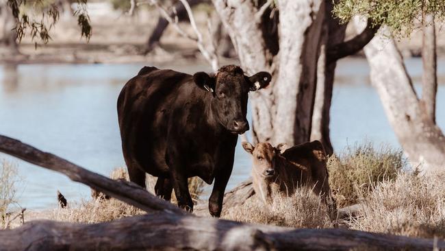 Several people were lucky to escape injury after a car crashed into a cow on a rural road in the North Burnett.
