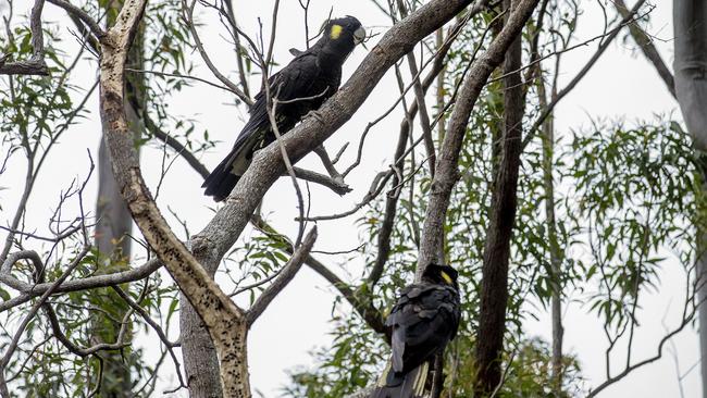 Yellow-tailed black cockatoos chasing bugs at Beechmont. Picture: Jerad Williams