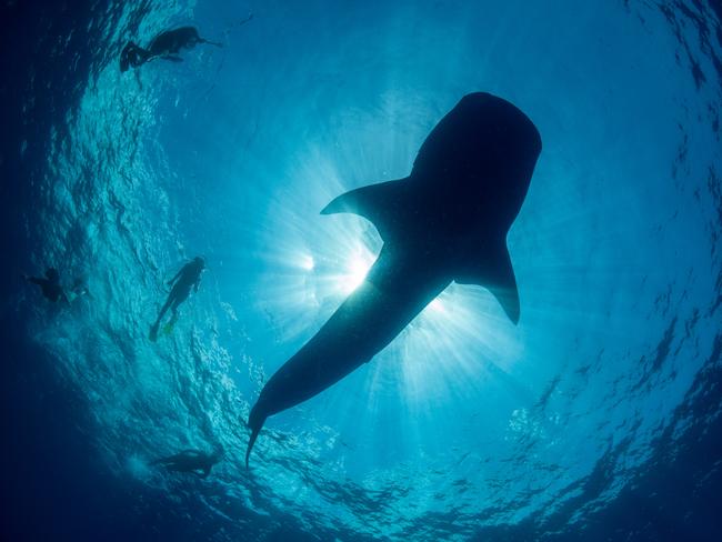 **FEE APPLIES - CONTACT THE AUS PIC DESK** 15/12/2019 Swimmers get close to a whale shark off the coast of Christmas Island. Source: Kirsty Faulkner