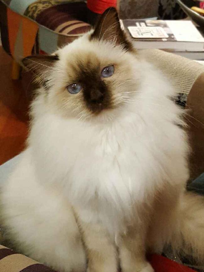 Mishka: Now that’s a gorgeous winter coat! We bet soft, fluffy Mishka gets heaps of pats.