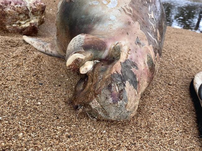 A baby dugong was found washed up at Mandorah on Thursday. Picture: Supplied