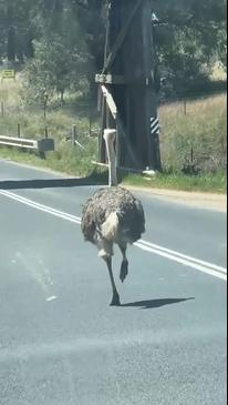 An ostrich holding up traffic on a country road