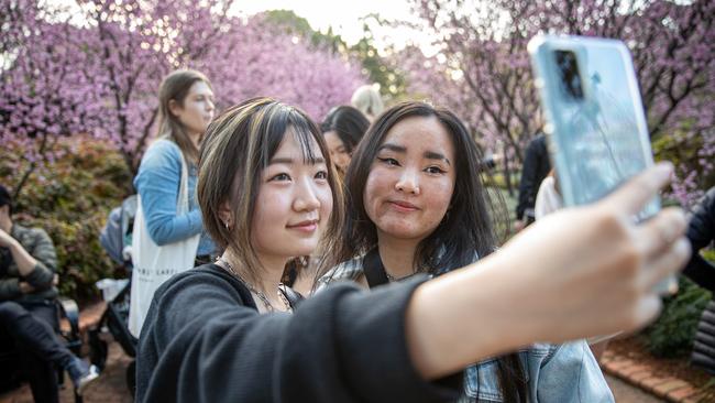 The flowers added a perfect backdrop for selfies. Picture: Christian Gilles