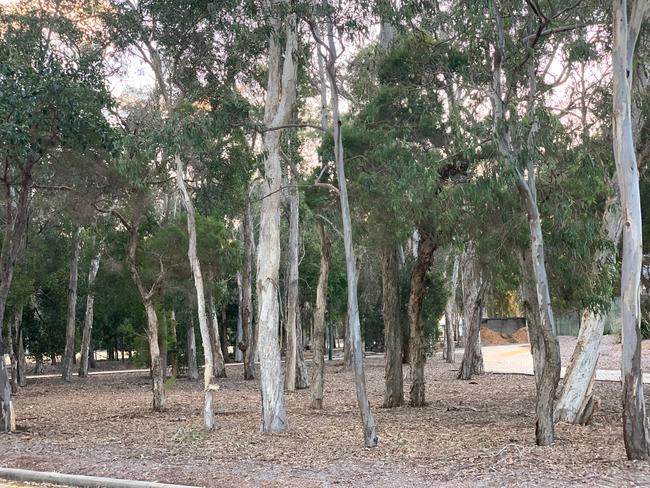 An area of trees opposite Carpark 2 at Brisbane Entertainment Centre in Boondall. Picture: Michelle Smith