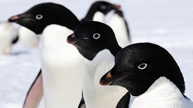 Never trust a penguin. Photo: AFP