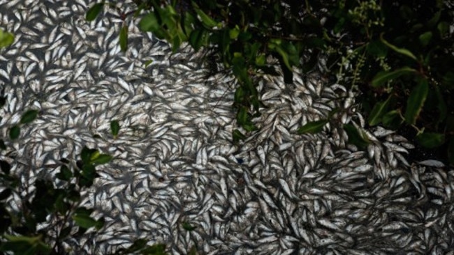 View of dead fish at the Rodrigo de Freitas Lagoon that will host rowing and canoeing events during Rio 2016 Olympic Games.