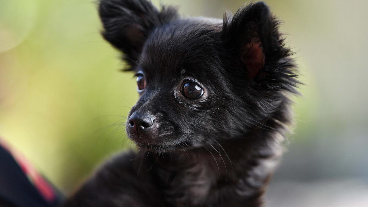 Mountain Creek winner for cutest dog Melissa Payne with her 3 month old Minnie, a long hair Chihuahua. Picture: Patrick Woods.