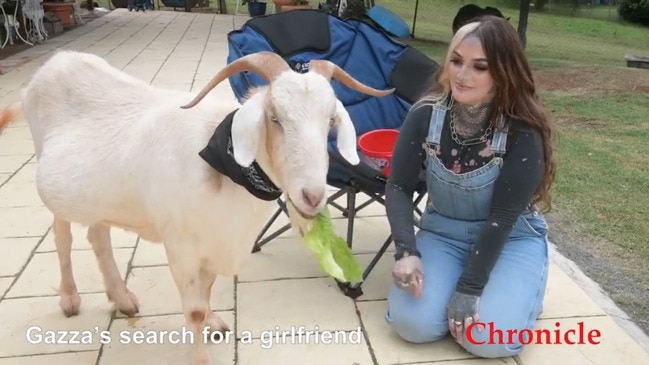 Gazza the goat is on the search for a girlfriend