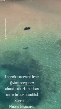 Massive great white shark lurks in shallows at Sorrento