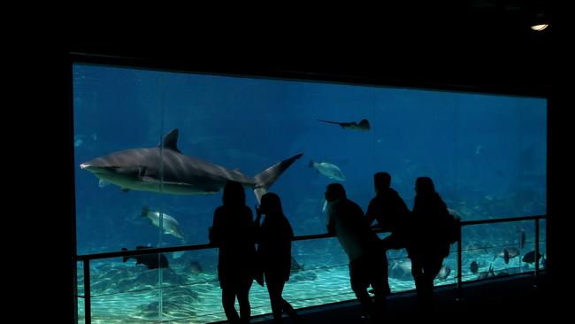 Sharks in Sea World's Shark Bay exhibit. Picture: Scott Fletcher