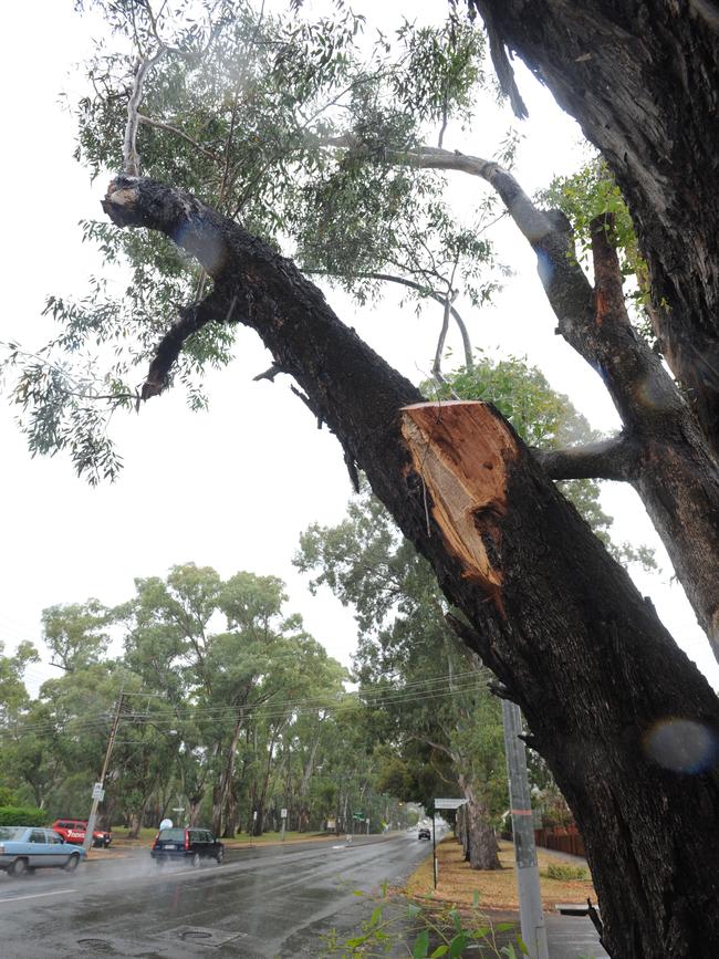 The tree along Greenhill Road, Hazelwood Park from which a limb fell and killed Rebecca Jolly.