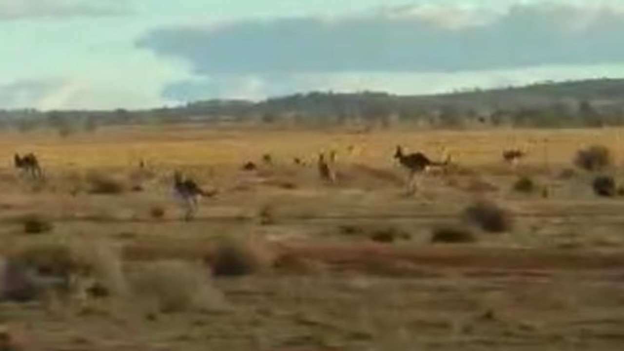 Hoo roo! Farmer fury sparks government drought backflip