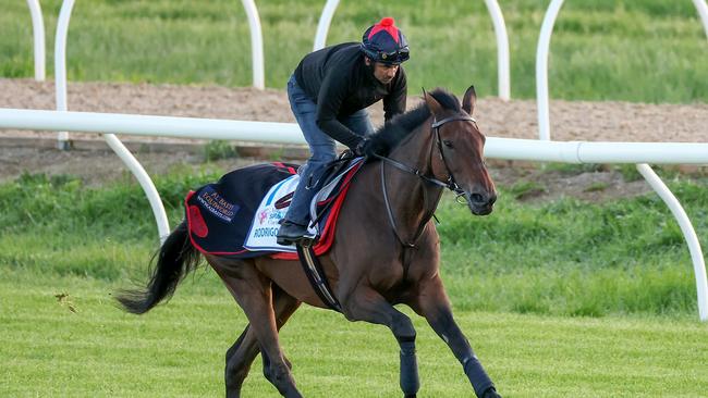 Rodrigo Diaz ridden by Pep Singh during trackwork at Werribee Racecourse on October 14, 2022 in Werribee, Australia. Picture: George Sal