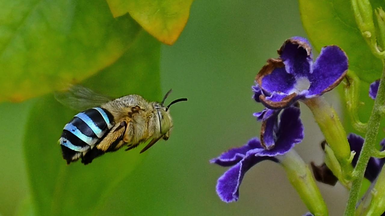 The Blue-banded bee is a native species found in Australia.