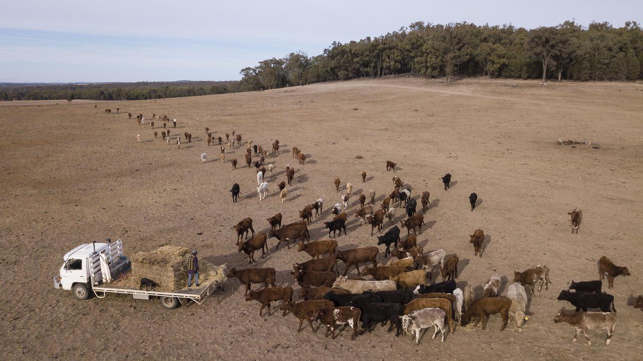 The short-term El Nino climate pattern causes droughts like this at a farm near Coonabarabran in NSW. The 2018 drought left many farmers barely able to feed their livestock. Picture: Getty Images