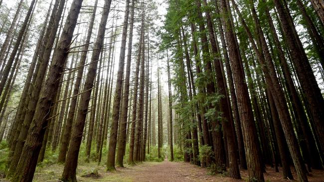 The Redwood forest on Cement Creek Road, East Warburton, is proving to be a popular destination for visitors.