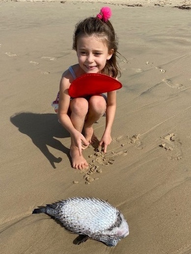 Six-year-old Jessie Johns with a spotted porcupine fish she found at Maroochydore.