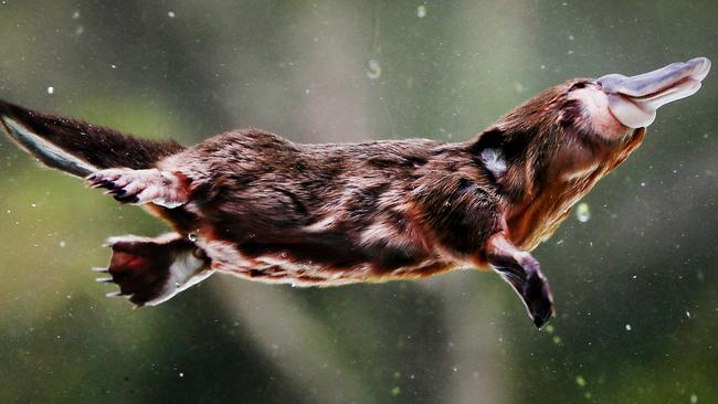 Opponents to a development in Sunbury’s Jacksons Creek Valley say they are concerned about the impact it may have on the platypus population. Picture: Peter Clark