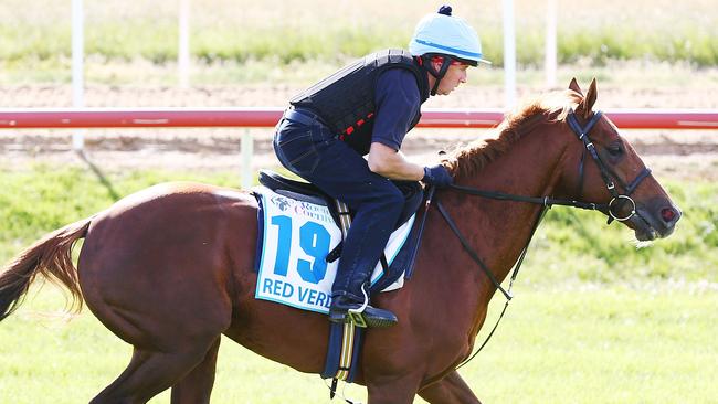 Red Verdon gallops during a trackwork session at Werribee.