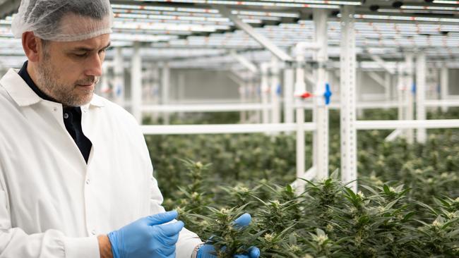 MediGrowth co-founder and chief-executive Adam Guskich inspects cannabis in Geelong. Picture: supplied.