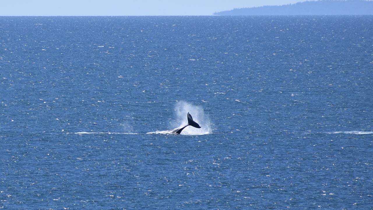 Whales breaching off the Mackay coast as they swam past Lamberts Lookout on Sunday. Picture: Rae Wilson