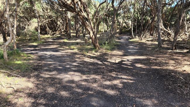 Vegetation is destroyed when these tracks are built.