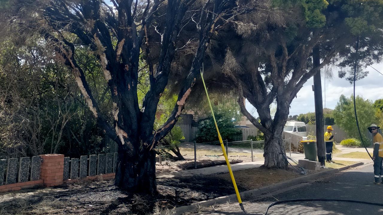 A series of fires were lit in Belmont in the early hours of March 10, including trees on Davis St that were targeted. Picture: Justin van Rossum.